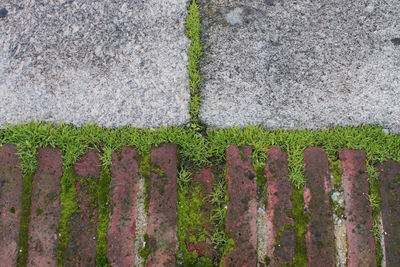 High angle view of plants growing on wall