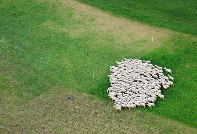 View of grassy field