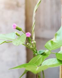 Flowers that grow in the yard of the house