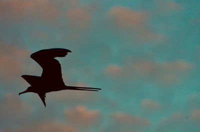 Low angle view of silhouette bird flying in sky