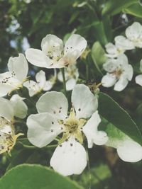 Close-up of white flowers