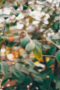 Close-up of green leaves on plant