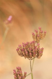 Close-up of plant