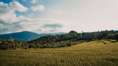 Scenic view of field against sky