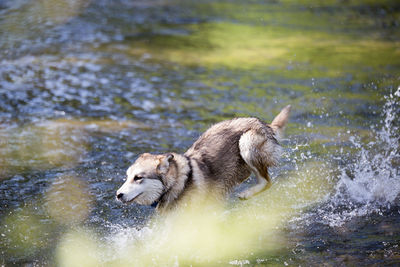 Dog on water