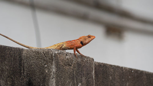 Close-up of a lizard on wall