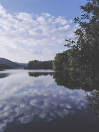 Reflection of trees in calm lake