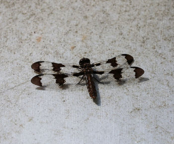 High angle view of spider