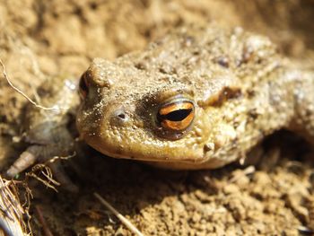 Close-up of a toad