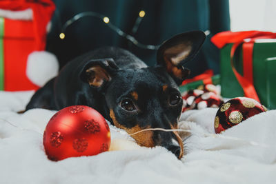 Close-up of dog