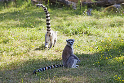 Two lemurs together in a zoo