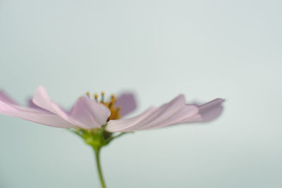 Close-up of pink flower against white background