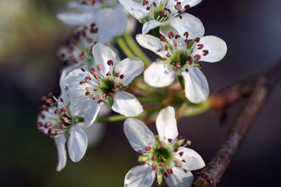 Close-up of white flowers blooming in park