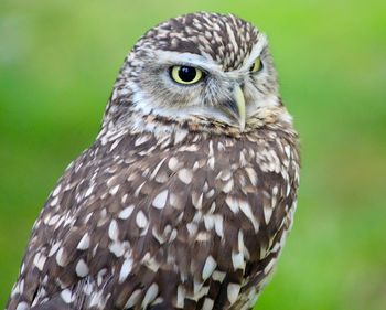 Close-up of owl