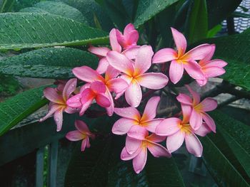 Close-up of pink flowers blooming outdoors