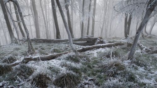 Trees in forest during winter