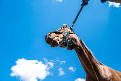 Low angle view of a horse against blue sky