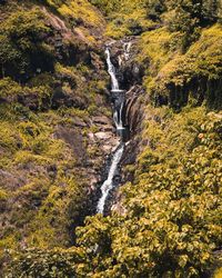 Scenic view of waterfall in forest