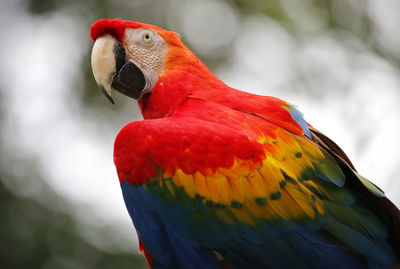 Close-up of parrot perching on tree