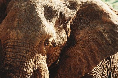 Close-up of elephant