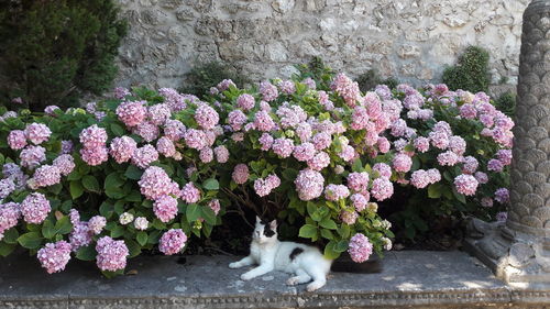 View of cat flowers on wall