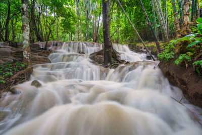 Scenic view of waterfall in forest