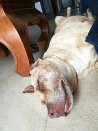 High angle view of dog sleeping on floor