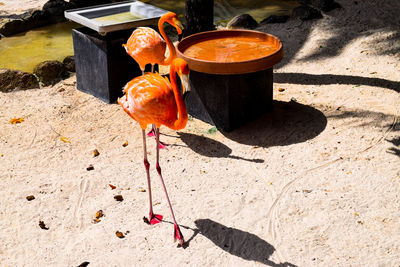 High angle view of bird on land