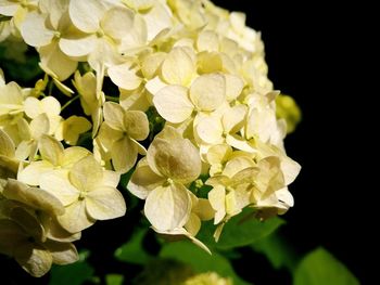 Close-up of yellow flowers blooming against black background