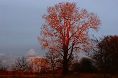 Bare trees on landscape at sunset