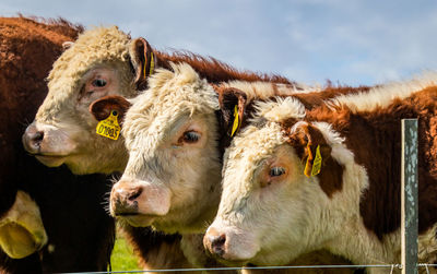 Close-up of cows in field