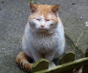 Close-up of ginger cat sitting outdoors