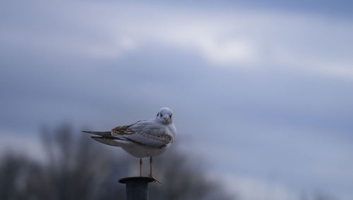 Close-up of seagull on metal pole