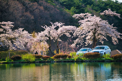 View of cherry tree by lake