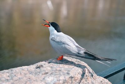 Close-up of bird perching on rock