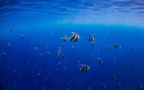 Fish swimming in sea