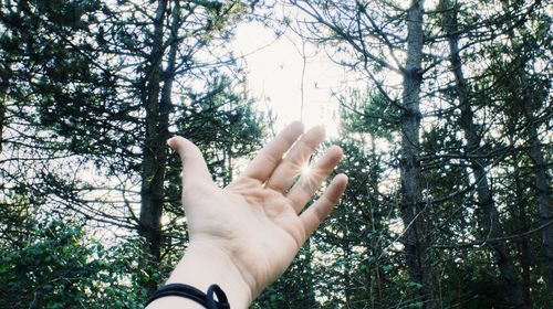 Cropped image of hand holding tree trunk