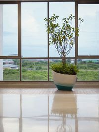 Green eco building concept. indoor green tree in office area for clean fresh air