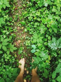 Low section of person against plants