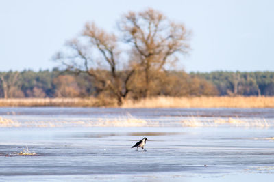 Side view of a bird in calm water