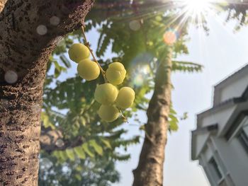 Low angle view of tree