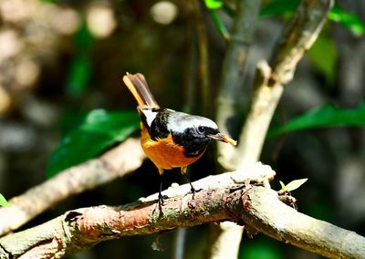 Close-up of bird perching on branch