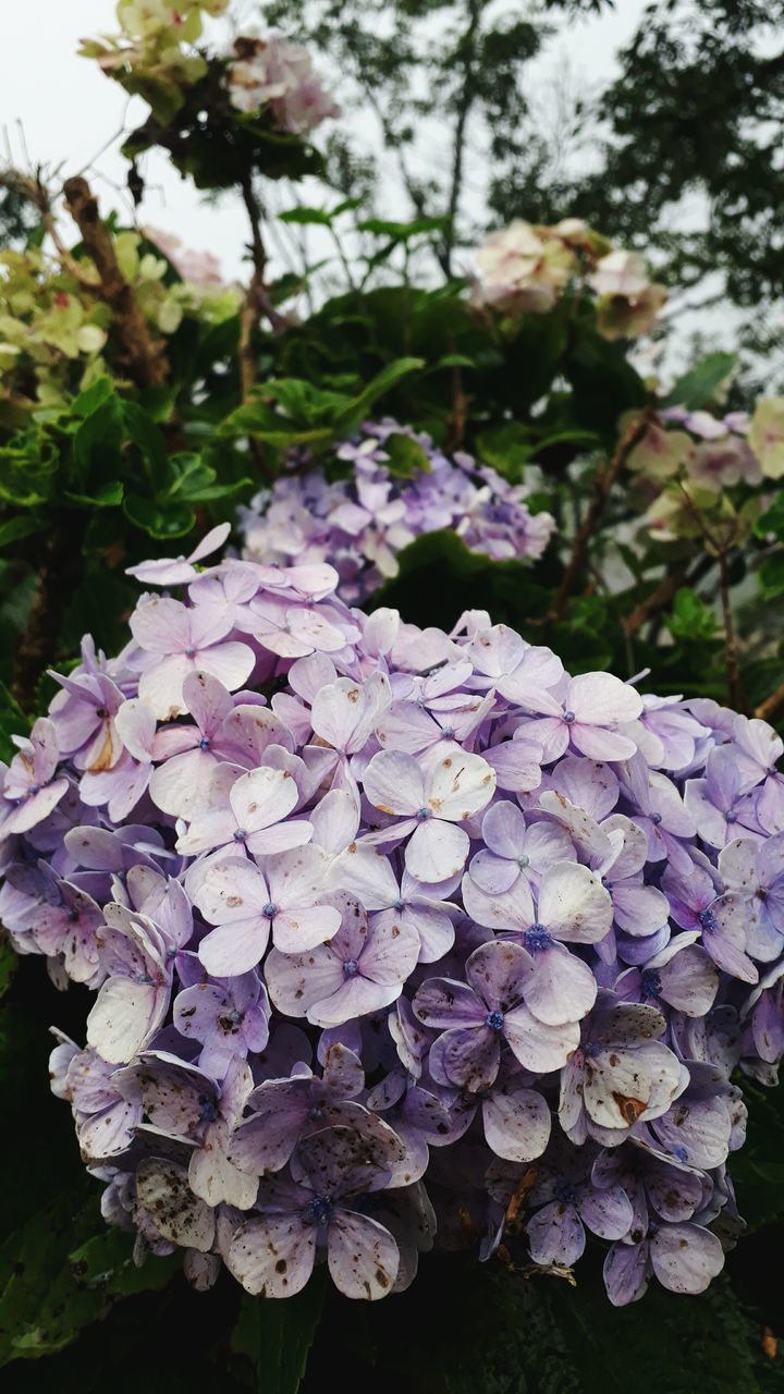 flower, nature, beauty in nature, fragility, petal, freshness, growth, hydrangea, purple, no people, flower head, outdoors, day, blooming, plant, close-up