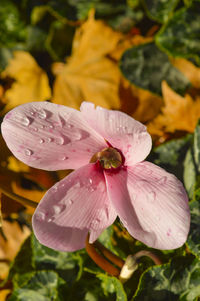 Close-up of water drops on flower