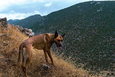View of a dog on field