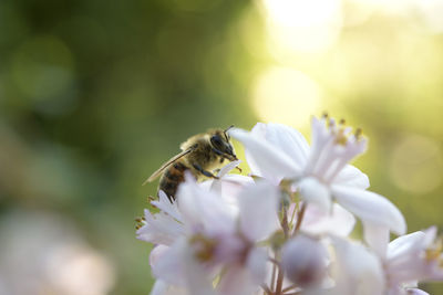 Close-up of bee pollinating on flower