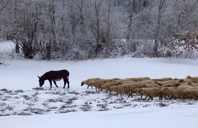 Horses on field during winter