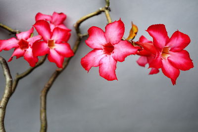 Close-up of red flowering plant