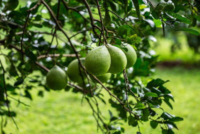 Close-up of fruits growing on tree