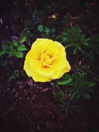 Close-up of yellow rose blooming outdoors